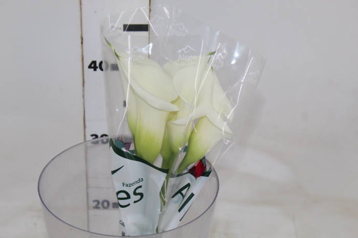 <h4>CALLAS VENTURA 040 CM</h4>