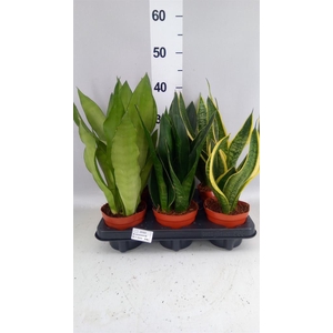 Sansevieria trifa.   ...