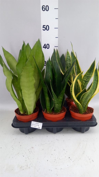 <h4>Sansevieria trifa.   ...</h4>