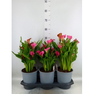 Zantedeschia  'Zazu'