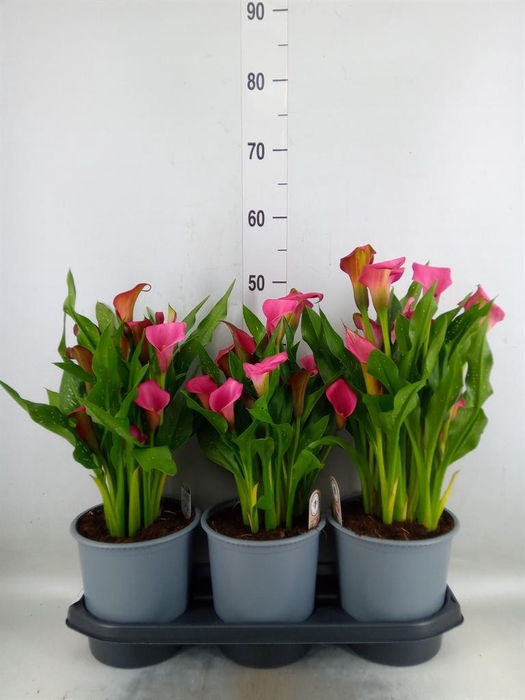 <h4>Zantedeschia  'Zazu'</h4>