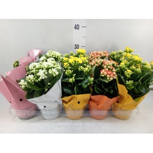 Kalanchoe blos.   ..rosebud mix GR