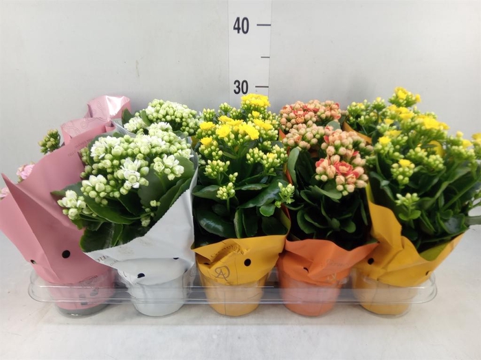 <h4>Kalanchoe blos.   ..rosebud mix GR</h4>