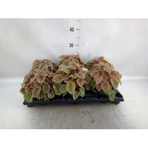 Peperomia