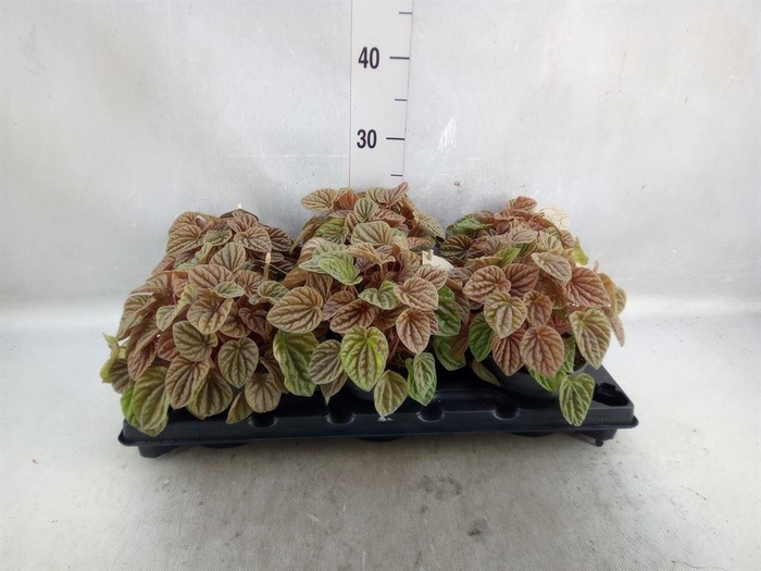 <h4>Peperomia</h4>