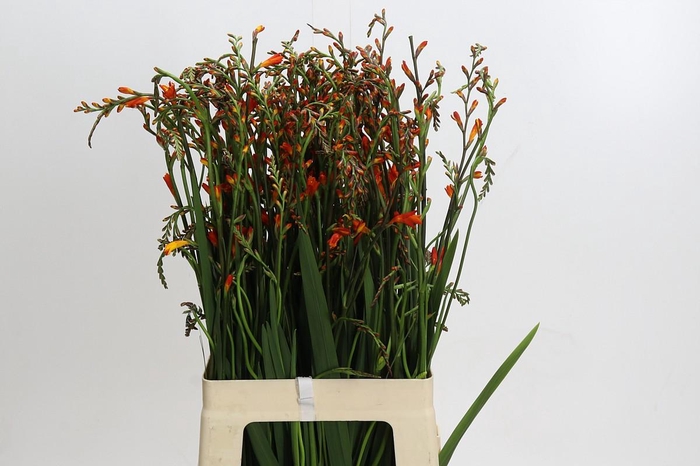 <h4>Crocosmia Red King</h4>