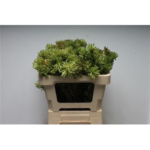 Kaaps Erica Sessiflora