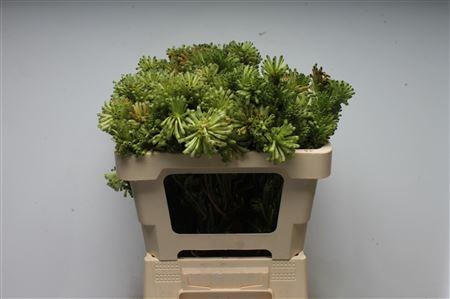 <h4>Kaaps Erica Sessiflora</h4>