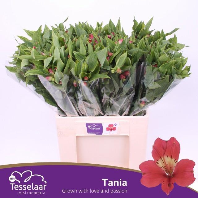 <h4>ALSTR TANIA</h4>