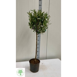 OLEA EUROPAEA