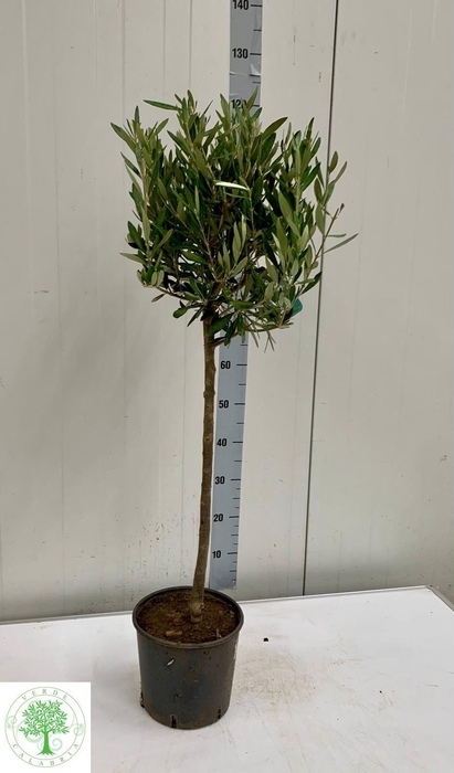 <h4>OLEA EUROPAEA</h4>
