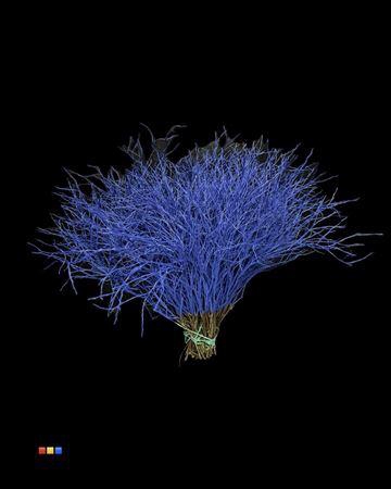 <h4>Vaccinium / Heidelbeer Blue</h4>