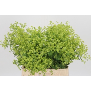 Alchimella Robusta