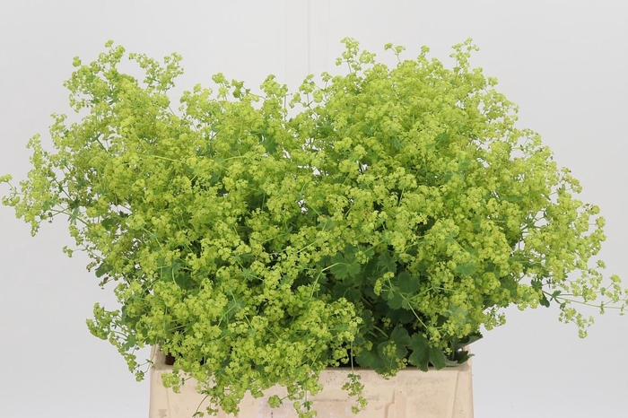 <h4>Alchimella Robusta</h4>
