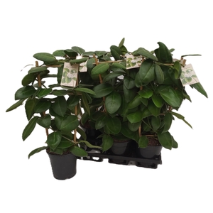 HOYA CALYC STARGAZER