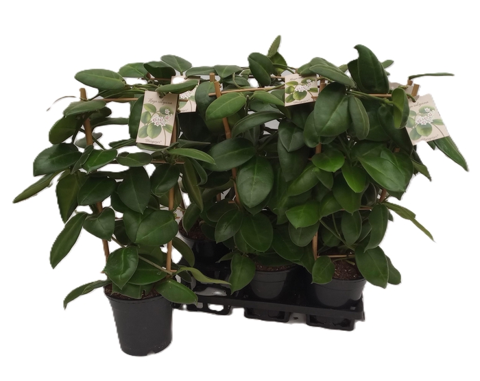 <h4>HOYA CALYC STARGAZER</h4>