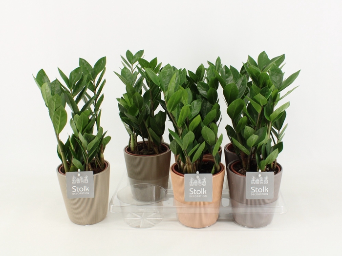 <h4>Zamioculcas Zamiifolia Keramiek Ruby</h4>