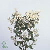 Deutzia Magical Spring