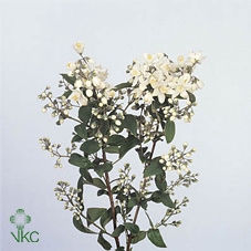 Deutzia Magical Spri