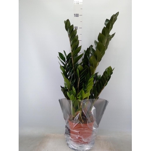 Zamioculcas zamiifolia 'Super Nova'