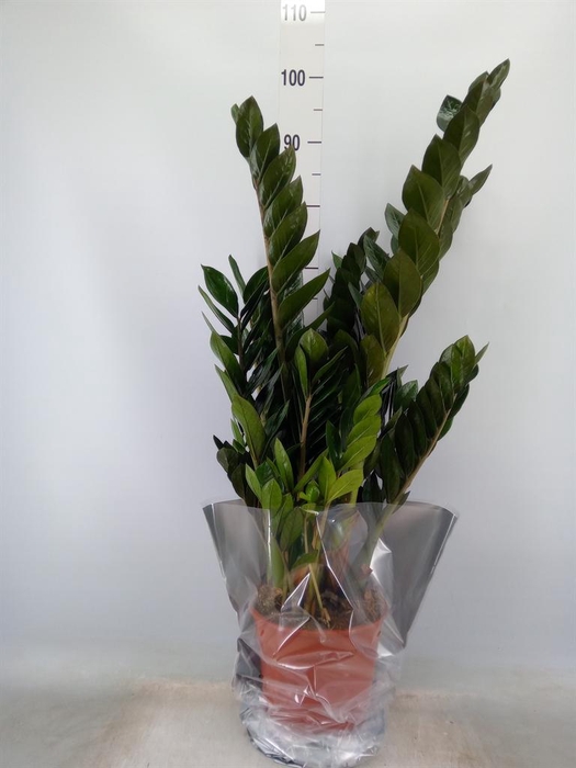 <h4>Zamioculcas zamiifolia 'Super Nova'</h4>
