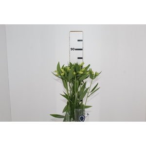 ALSTROEMERIA MELLOW YELLOW 080 CM