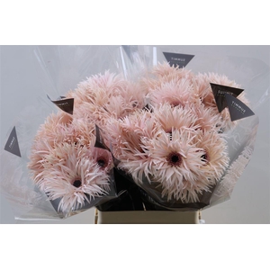 Ge Gr Spi Cream Springs