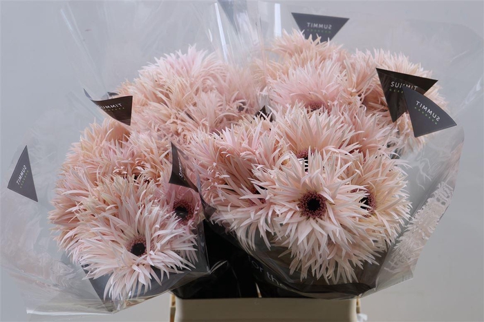 Ge Gr Spi Cream Springs