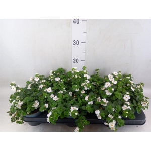 Sutera  'White Showers'