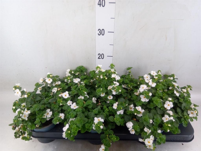 <h4>Sutera  'White Showers'</h4>