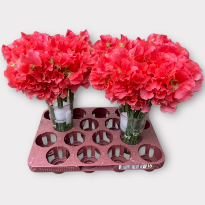 <h4>LATHYR ROM CORAL*</h4>