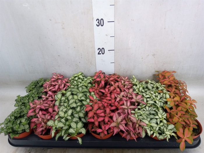 <h4>Fittonia   ...mix 7</h4>