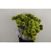 CASTANEA SATIVA