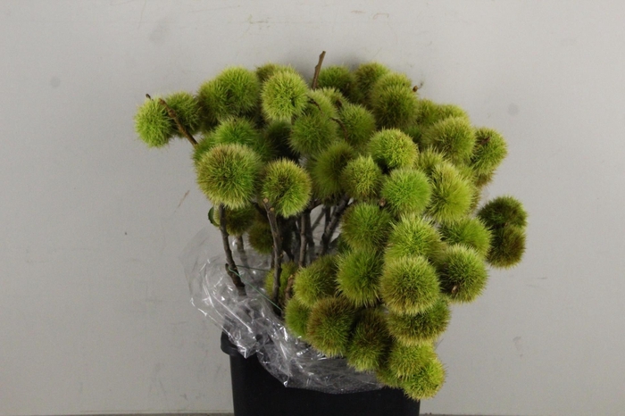 CASTANEA SATIVA