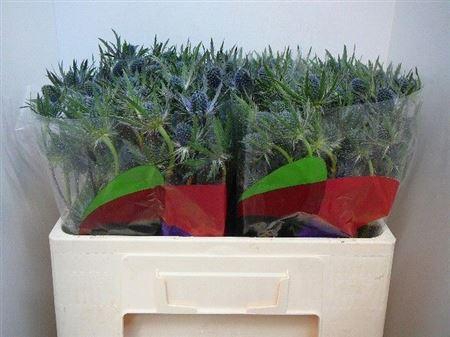 <h4>Eryn Mag Blue Lagoon</h4>