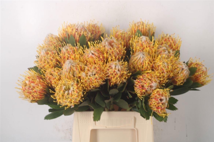 <h4>LEUCO CO VELDFIRE</h4>