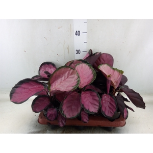 Calathea roseopicta 'Crimson'
