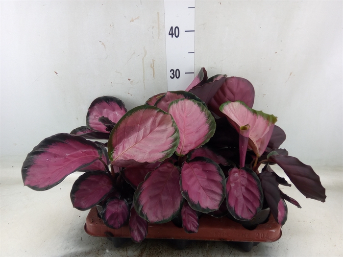 <h4>Calathea roseopicta 'Crimson'</h4>