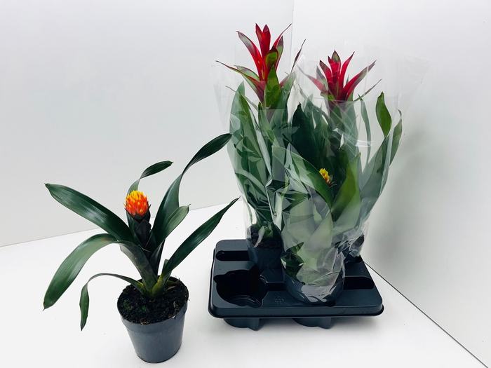 <h4>GUZM GEM 3 SRT</h4>