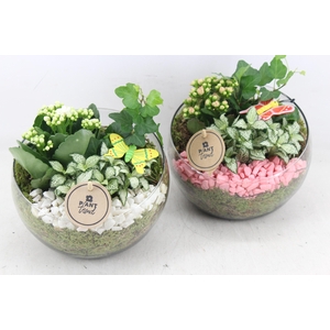 arr2 PL - Glas bol schuin - roze/wit