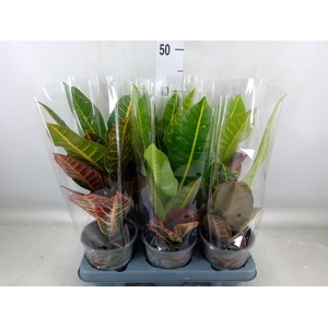 Codiaeum var. GR 'Petra'