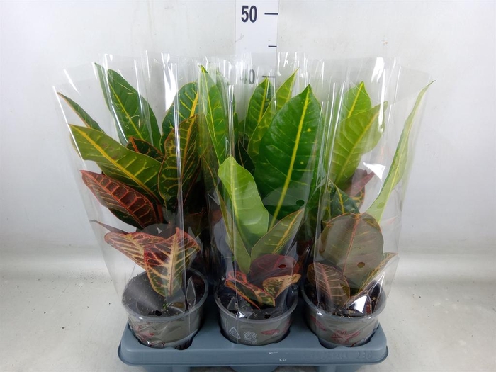 <h4>Codiaeum var. GR 'Petra'</h4>