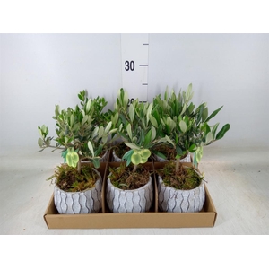 Arr.   Tuinplanten L%