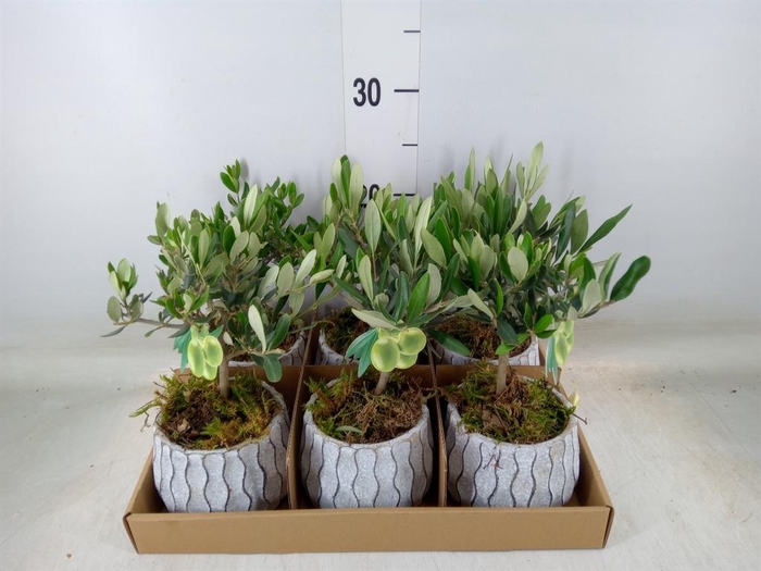 <h4>Arr. Tuinplanten L%</h4>