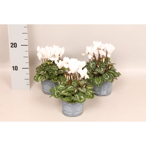 Cyclamen Super Serie White