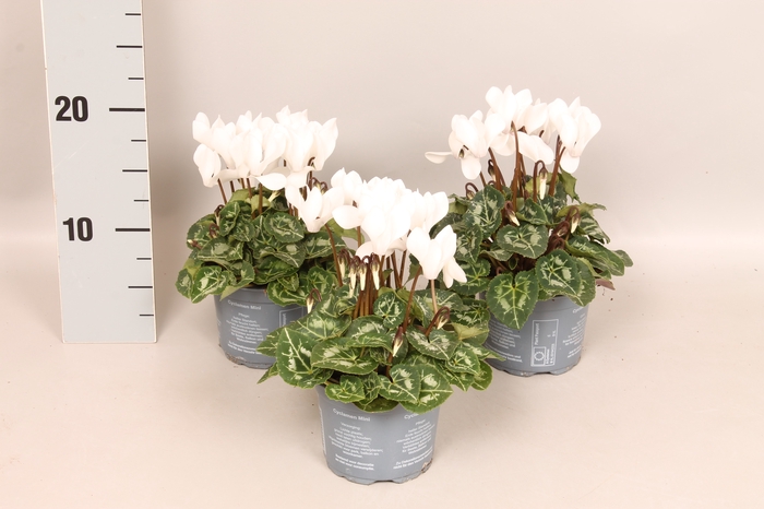 Cyclamen Super Serie White