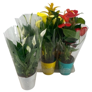 KAMERPL BLOEIEND GEM