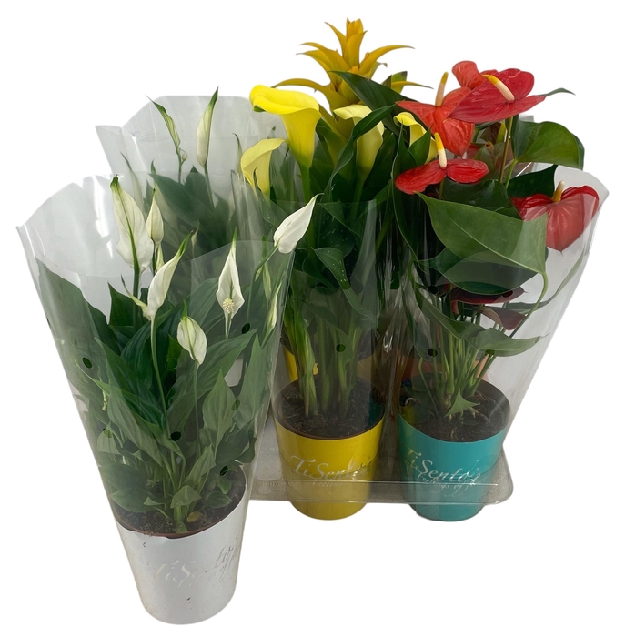 <h4>KAMERPL BLOEIEND GEM</h4>