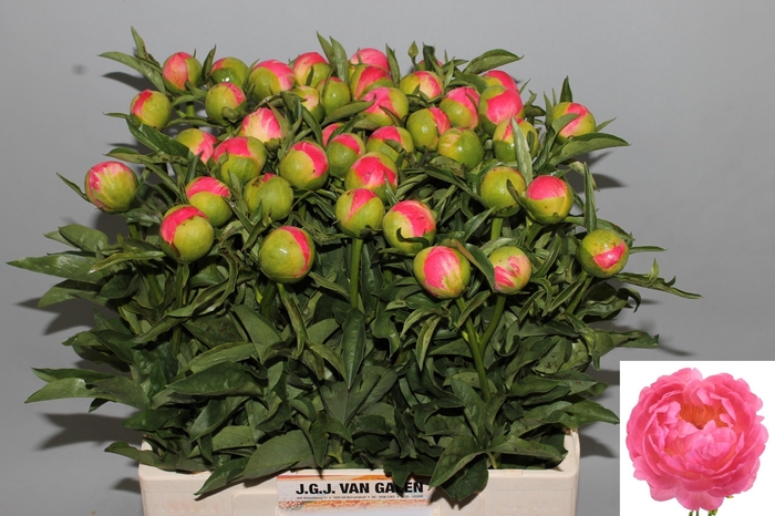 <h4>PAEO CORAL SUNSET</h4>