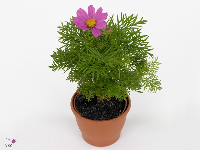 COSM BIP SON CARMINE